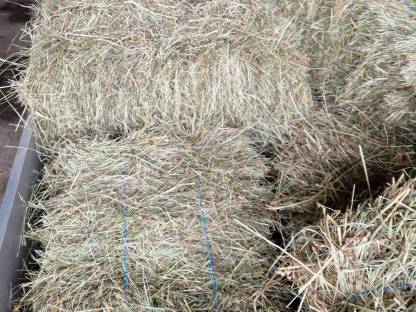 Bild 3:Bio Heuballen