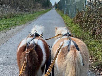 Bild 5:Mini-Shetty-Stute