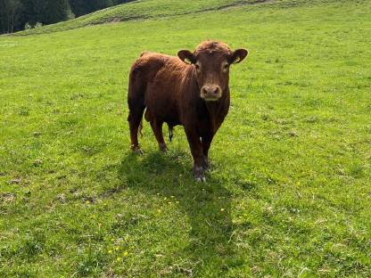 Bio HB Dexter Stier