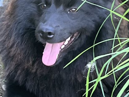 Großspitz Junghündin zu vergeben