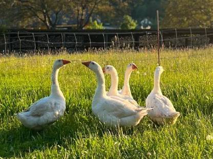 Österreichische Weidegänse Landgänse