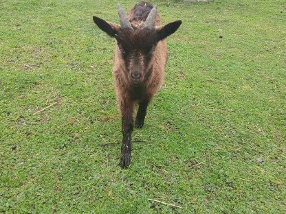 Bild 6:Schafe Lämmer, Ziegenkitze, Ziegenbock