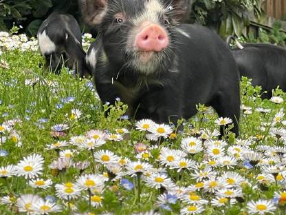 Berkshire Ferkel