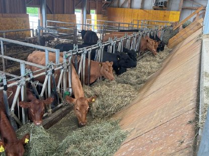 Verkaufe Angus Rinder