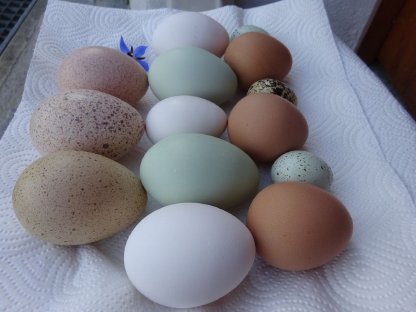 Bild 2:Speiseeier (alte Hühnerrassen, Perlhuhn, Wachtel)