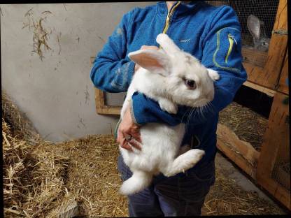 Bild 4:Hase (Mischlingshasen)