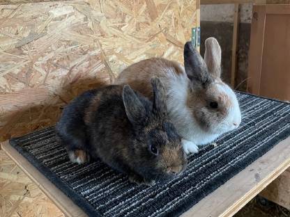 Jungkaninchen Farbenzwerg, Löwenkopf