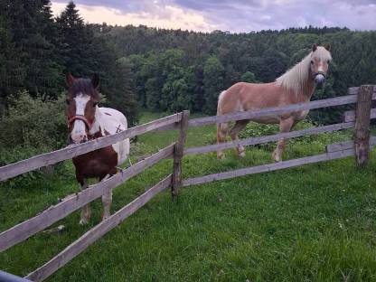 Bild 2:Reitbeteiligung