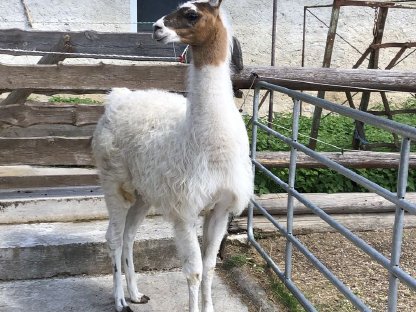 Lama Hengst