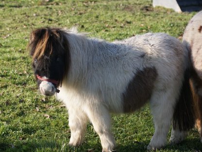 Bild 4:Minishetlandponys abzugeben