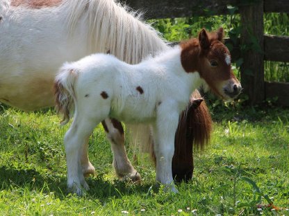 Sehr schickes Stutfohlen - homozygoter Fuchsschecke, SW Linie