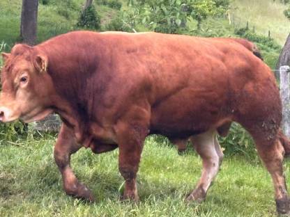 Limousin Stier