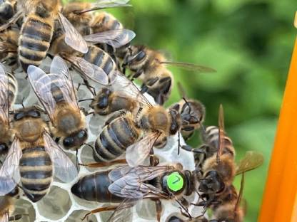 Carnica standbegattet F1 Königin aus 2025 Bienen