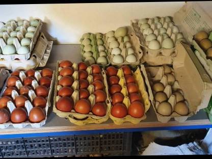 Bild 2:Bruteier von reinrassigen Maran schwarz-kupfer