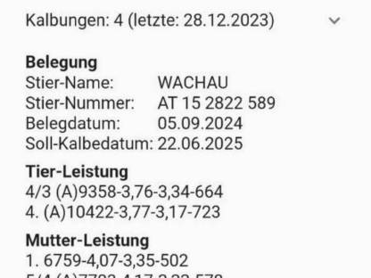 Bild 2:Zuchtkuh