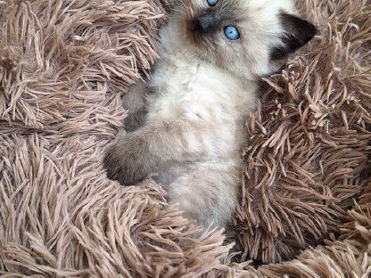Ragdoll Kitten männlich