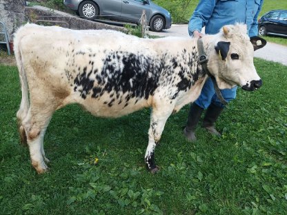 Pustertaler Sprinzen Kalbin