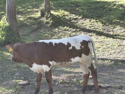 Pinzgauer Kuhkalb