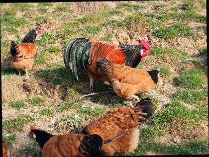 Bild 2:Bruteier Vorwerk, Lakenfelder, Araucana, Altsteirer