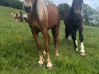 Haflinger-Mix