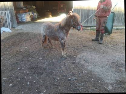 Pony