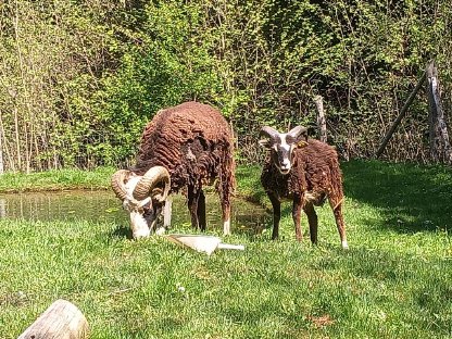 Soay Schafbock