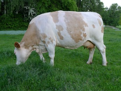 Bio-Fleckvieh-Milchkuh, hochträchtig