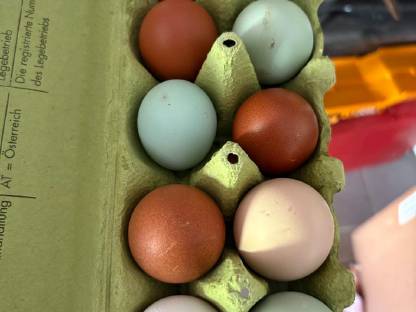 Bild 4:Bruteier Buntleger