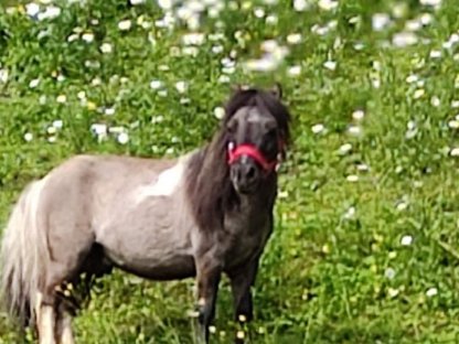 Gekörter Mini-Pony-Hengst aus Platzgründen zu verkaufen