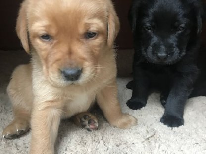 Labrador-Welpen