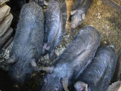 Bild 2:Schwarze Alpenschwein-Ferkel