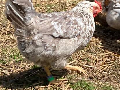 Bild 3:Bruteier meiner reinrassigen, schwedischen Blumenhühner