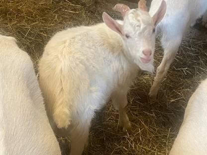 Ziegenbock