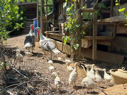 Bild 4:Cröllwitzer Puten Küken