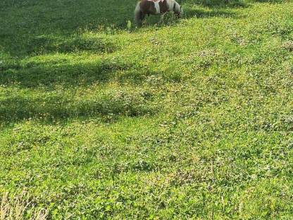 Mini Shetty Hengst