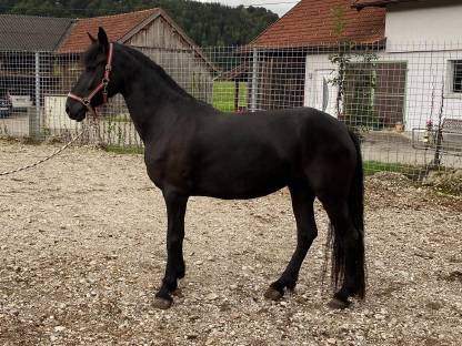 Bild 4:Verkaufe schöne Arabofriesen-Stute