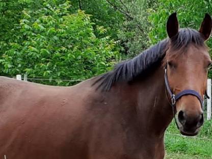 Stute, 11 Jahre, 160 cm groß