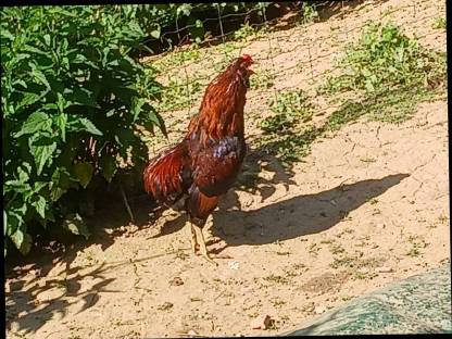 Bild 2:Araucana-Grünleger-Hähne