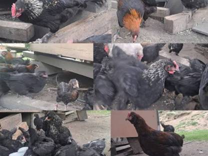 Bild 4:Puten, Hähne, Hennen (Paare)