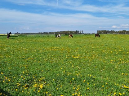 Bild 6:Gemütliche, gepflegte Einstellplätze frei