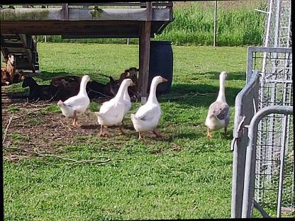 Gänse