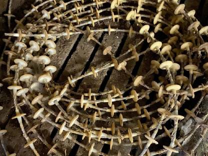 Bild 7:Schweinebauern bei Bedarf Fütterung, Aufstallung melden