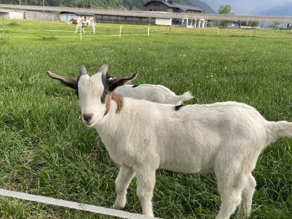 Springbock