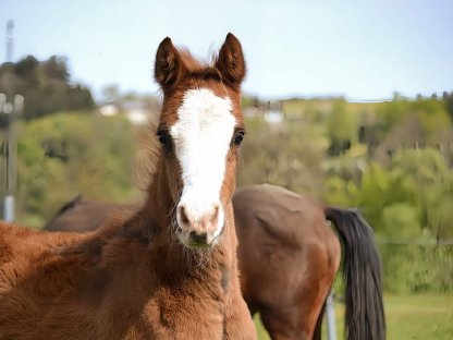 Reitpony Stutfohlen Vayana's Limoncella SP