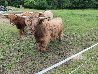 Hochlandrind Stier