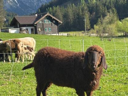 Braunes Bergschaf HB