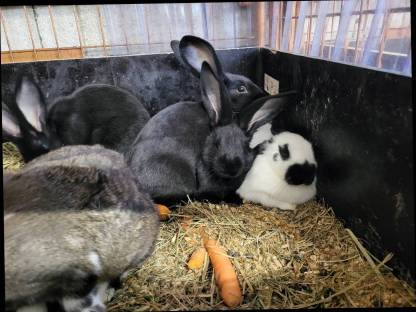 Bild 2:Fleischhasen geschlachtet und reinrassige deutsche Schecken