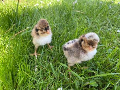 Bild 4:Haubenhuhn-Bruteier