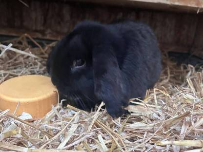 Kaninchen