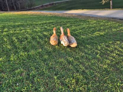 Bild 3:Sachsenenten Bruteier